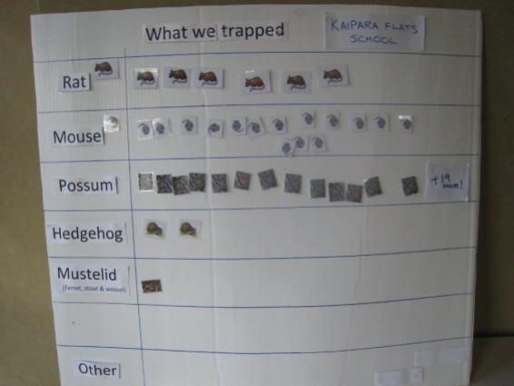 kaipara-flats-pictogram-results-pests-trapped